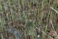 Young reed stalks germinate in last year`s stems on a drying river Royalty Free Stock Photo
