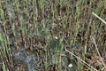 Young reed stalks germinate in last year`s stems on a drying river