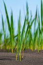 Young reeds germinate in weathered soils Royalty Free Stock Photo