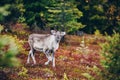 Young reindeer in fall forest in Finland