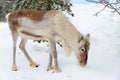 Young reindeer in the forest in winter, Lapland Finland