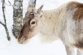 Young reindeer in the forest in winter, Lapland Finland Royalty Free Stock Photo