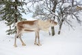 Young reindeer in the forest in winter, Lapland Finland Royalty Free Stock Photo