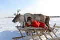 A young reindeer herder in the North of Siberia lies on a sled