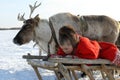 A young reindeer herder in the North of Siberia plays on a smartphone