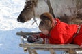 A young reindeer herder in Northern Siberia looks at his phone