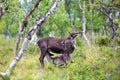 Young reindeer mother, feeding her baby in the forest, baby suckle from mother Royalty Free Stock Photo