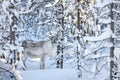 Young reindeer in snowy forest Royalty Free Stock Photo