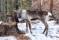 Young reindeer. Tofalar forest subspecies Royalty Free Stock Photo