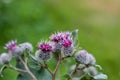 Young reptile flowers on a blurred green background