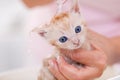 Young kitten bathing - woman hands holding her