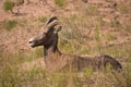 Young Resting Bighorn Sheep in South Dakota Royalty Free Stock Photo