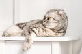 Young resting gray striped cat lies on a white table in bright bedroom interior. Bored animal relax