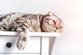 Young resting gray striped cat lies on a white table in sunlight. Bored animal looking up dreaming relax