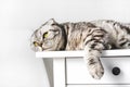 Young resting gray striped cat lies on a white table in sunlight. Bored animal looking up dreaming relax