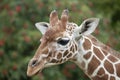 A young Reticulated Giraffe head Royalty Free Stock Photo