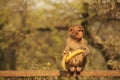 Young Rhesus Macaque eating banana, New Delhi