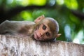A young Rhesus macaques monkey are familiar brown primates or apes or Macaca or Mullata with red faces looking into the camera Royalty Free Stock Photo