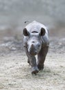 Young rhino Royalty Free Stock Photo