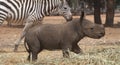 Young rhino Royalty Free Stock Photo
