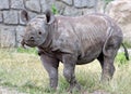 Young rhino, Diceros bicornis Royalty Free Stock Photo