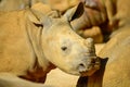 Young rhino , her mother