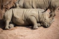 Rhino lies down in the dust