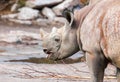 Young rhino protrudes his tongue Royalty Free Stock Photo