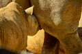 Young rhino sucks milk from her mother