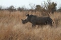 Young Rhino