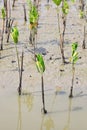 Young Rhizophora apiculata Blume at Bangpoo, Thail