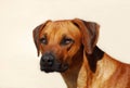 Rhodesian Ridgeback male dog Royalty Free Stock Photo