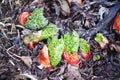 Young Rhubarb Emerging Royalty Free Stock Photo