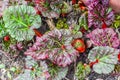 Young Rhubarb Plant with Purple and Red