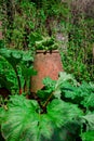 Young rhubarb plant shoots growing in garden Royalty Free Stock Photo