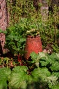 Young rhubarb plant shoots growing in garden Royalty Free Stock Photo