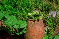 Young rhubarb plant shoots growing in garden Royalty Free Stock Photo