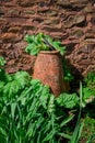 Young rhubarb plant shoots growing in garden Royalty Free Stock Photo