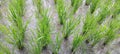 young rice clumps Royalty Free Stock Photo
