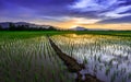 Young rice field against reflected sunset sky Royalty Free Stock Photo