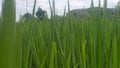Young Rice field in the cloudy afternoon Royalty Free Stock Photo