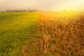 Young rice field and harvest field. Royalty Free Stock Photo