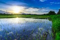 Young rice field with mountain sunset background