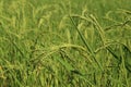 Young rice grain in ear of paddy in green rice field