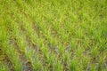 Young rice growing in paddy fields.