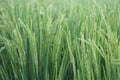 Young rice paddy field with water drops of dew. Nature green background Royalty Free Stock Photo