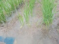 rice or paddy plant close-up