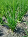 Young rice plant Royalty Free Stock Photo