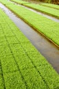 Young rice plant seedlings in paddy field vertical