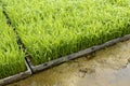 Young rice plant seedlings ready for planting growing in trays in paddy field